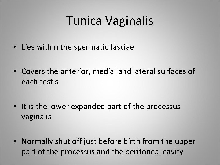Tunica Vaginalis • Lies within the spermatic fasciae • Covers the anterior, medial and