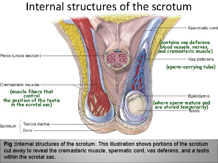Internal structures of the scrotum (contains vas deferens, blood vessels, nerves, and cremasteric muscle)