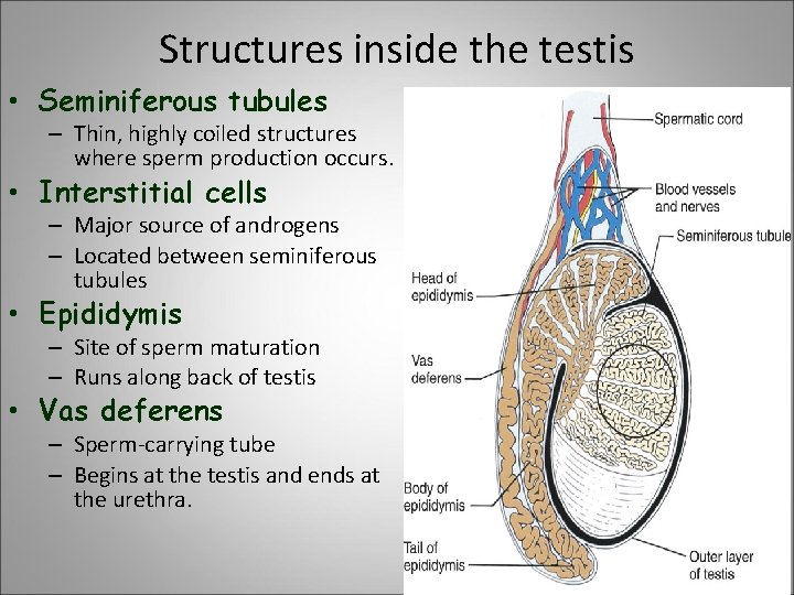 Structures inside the testis • Seminiferous tubules – Thin, highly coiled structures where sperm