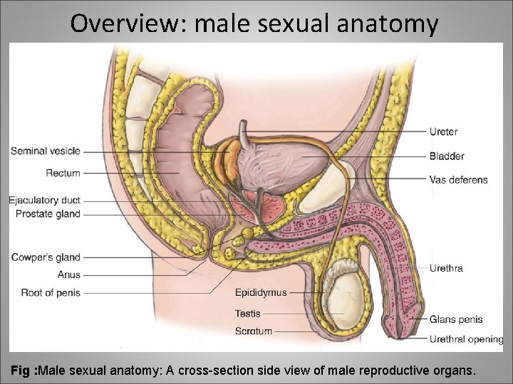 Overview: male sexual anatomy Fig : Male sexual anatomy: A cross-section side view of