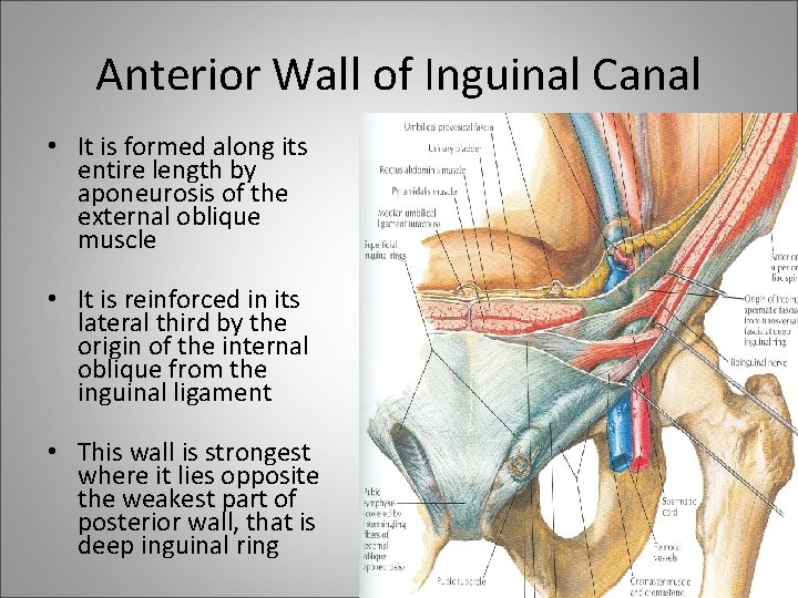 Anterior Wall of Inguinal Canal • It is formed along its entire length by