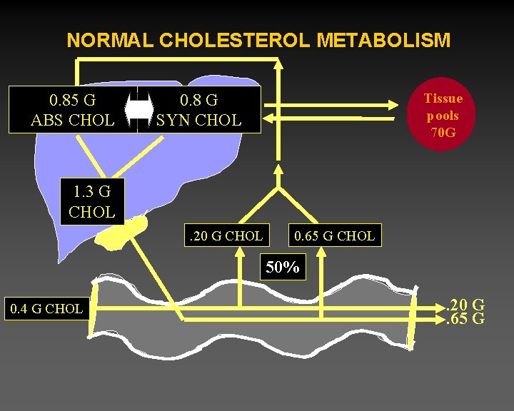 NORMAL CHOLESTEROL METABOLISM 0. 85 G ABS CHOL 0. 8 G SYN CHOL Tissue