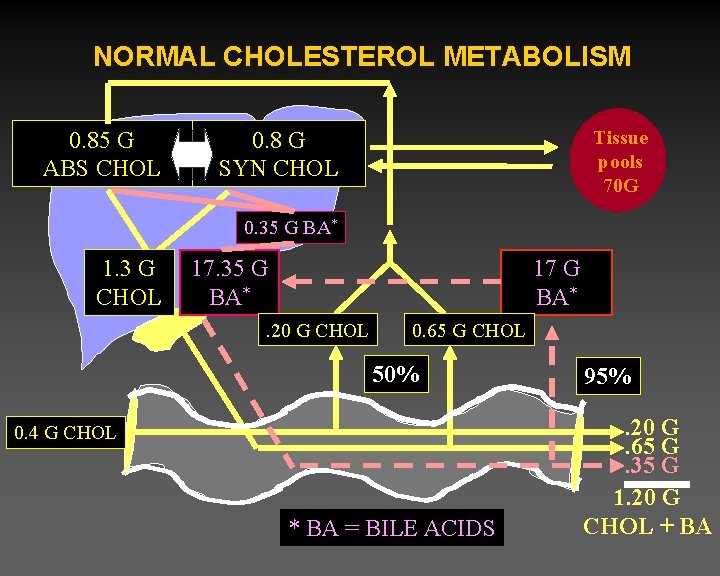 NORMAL CHOLESTEROL METABOLISM 0. 85 G ABS CHOL 0. 8 G SYN CHOL Tissue