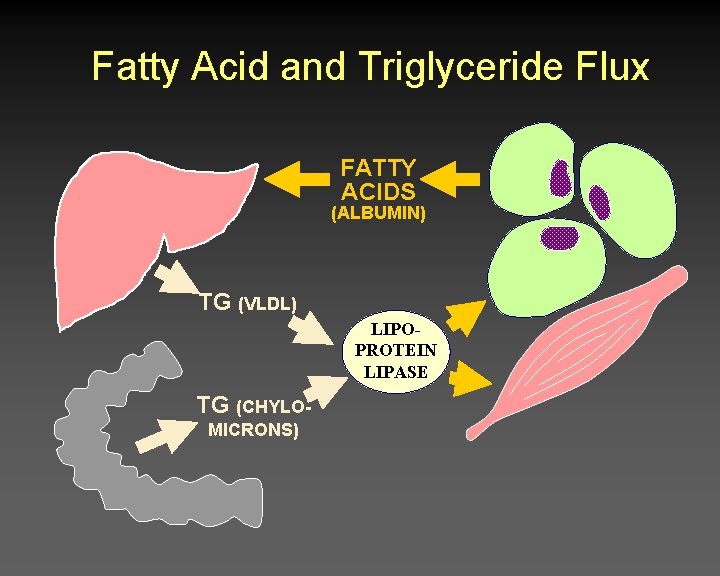 Fatty Acid and Triglyceride Flux FATTY ACIDS (ALBUMIN) TG (VLDL) LIPOPROTEIN LIPASE TG (CHYLOMICRONS)