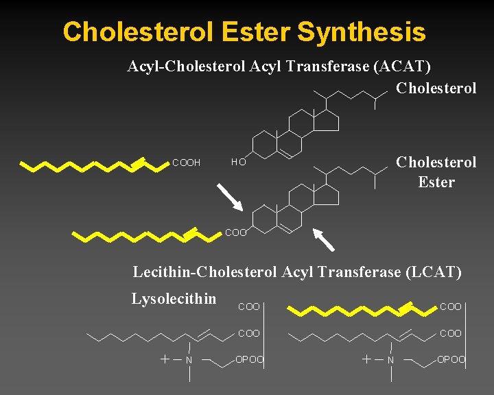 Basics of Lipid and Lipoprotein Metabolism John R