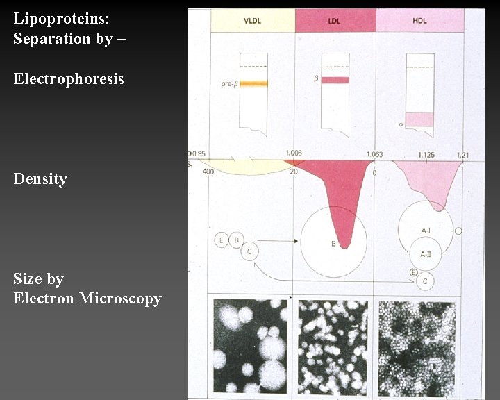 Lipoproteins: Separation by – Electrophoresis Density Size by Electron Microscopy 