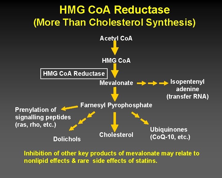 HMG Co. A Reductase (More Than Cholesterol Synthesis) Acetyl Co. A HMG Co. A