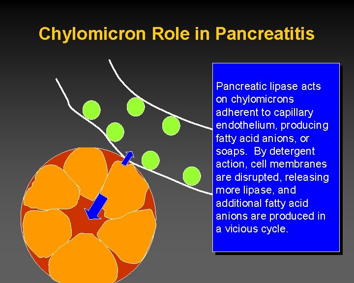 Chylomicron Role in Pancreatitis Pancreatic lipase acts on chylomicrons adherent to capillary endothelium, producing