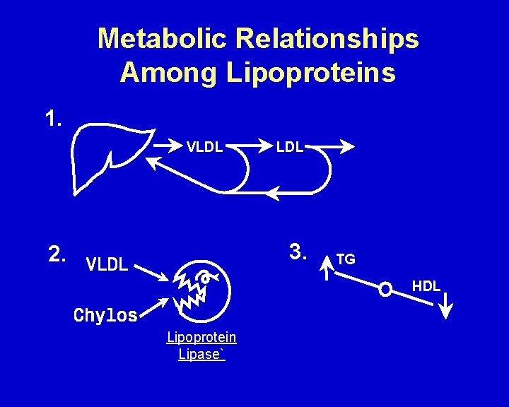 Metabolic Relationships Among Lipoproteins 1. VLDL 3. 2. TG HDL Lipoprotein Lipase` 