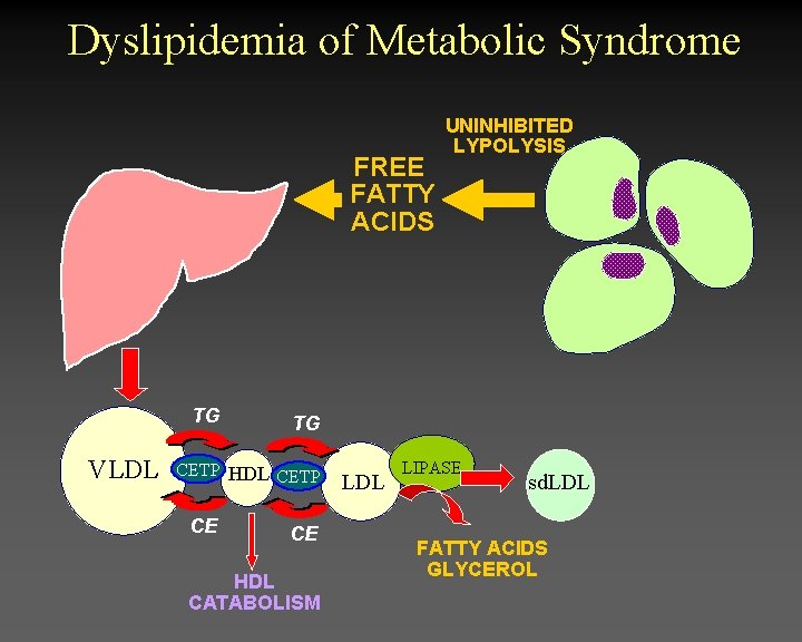 Dyslipidemia of Metabolic Syndrome FREE FATTY ACIDS TG VLDL TG CETP HDL CETP CE