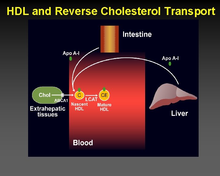 HDL and Reverse Cholesterol Transport 