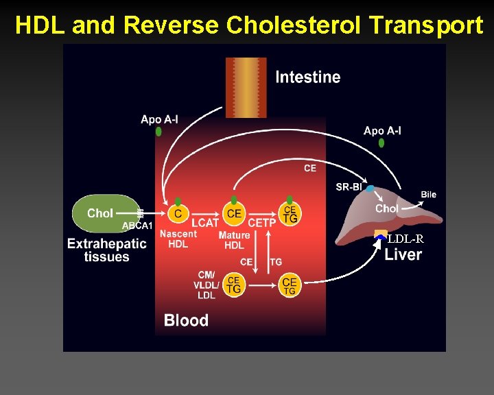 HDL and Reverse Cholesterol Transport LDL-R 