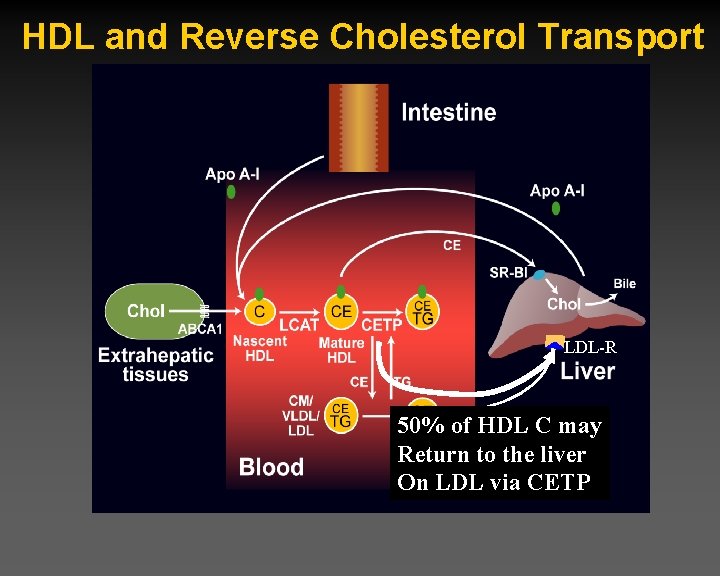 HDL and Reverse Cholesterol Transport LDL-R 50% of HDL C may Return to the