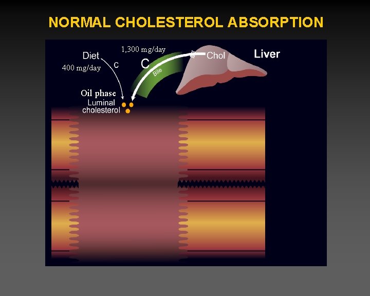 NORMAL CHOLESTEROL ABSORPTION 1, 300 mg/day 400 mg/day Oil phase 