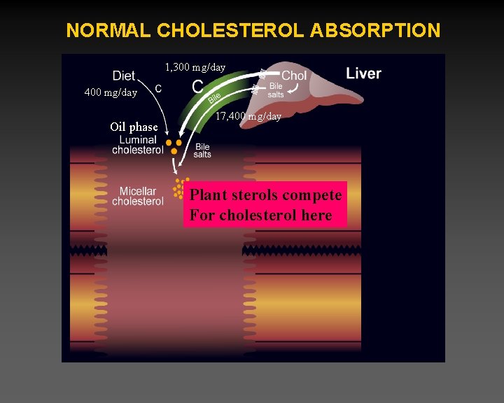 NORMAL CHOLESTEROL ABSORPTION 1, 300 mg/day 400 mg/day Oil phase 17, 400 mg/day Plant