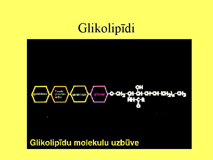 Glikolipīdi 