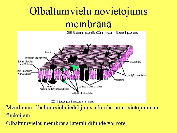 Olbaltumvielu novietojums membrānā Membrānu olbaltumvielu iedalījums atkarībā no novietojuma un funkcijām. Olbaltumvielas membrānā laterāli