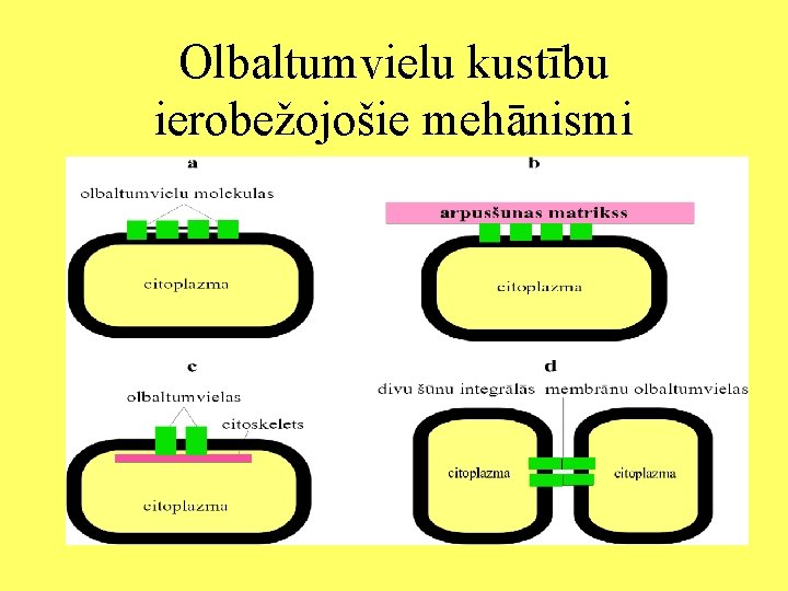 Olbaltumvielu kustību ierobežojošie mehānismi 