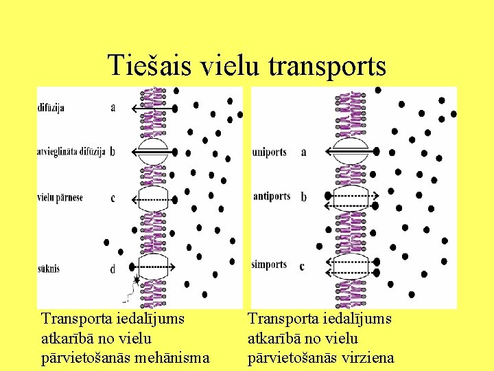 Tiešais vielu transports Transporta iedalījums atkarībā no vielu pārvietošanās mehānisma Transporta iedalījums atkarībā no