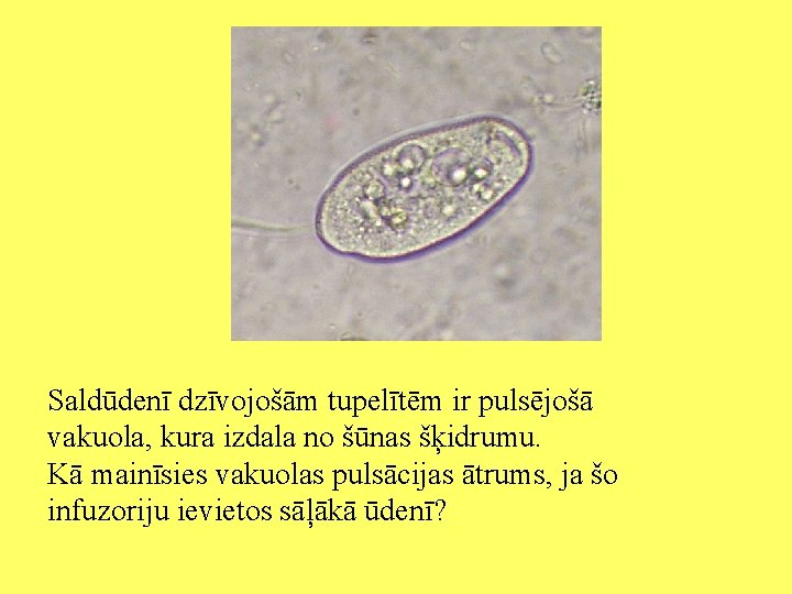 Saldūdenī dzīvojošām tupelītēm ir pulsējošā vakuola, kura izdala no šūnas šķidrumu. Kā mainīsies vakuolas