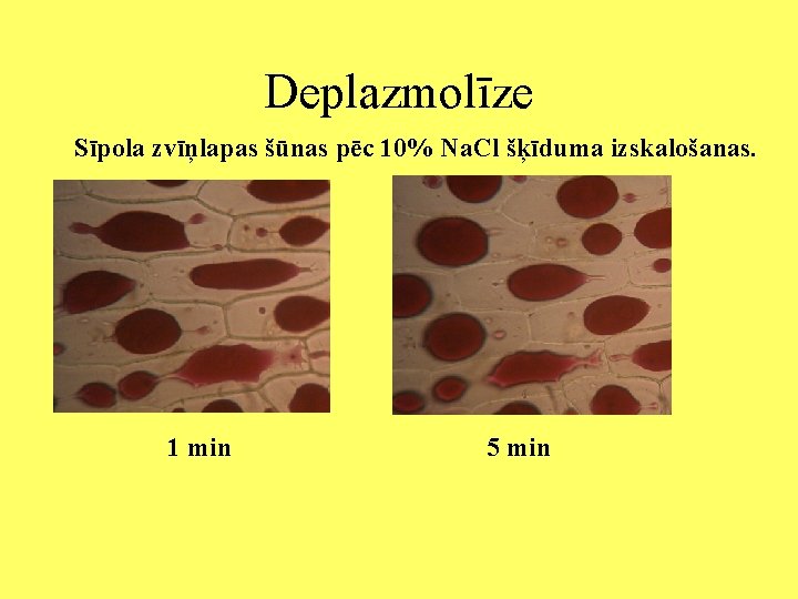 Deplazmolīze Sīpola zvīņlapas šūnas pēc 10% Na. Cl šķīduma izskalošanas. 1 min 5 min