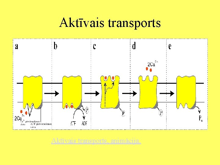 Aktīvais transports, animācija. 