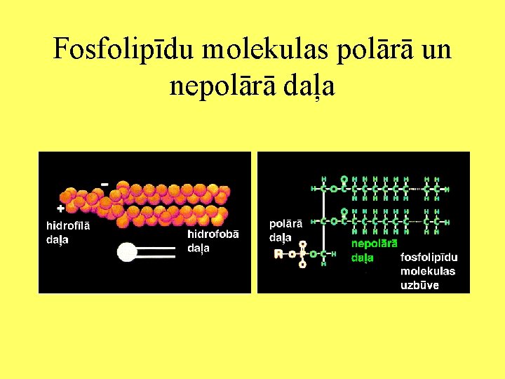 Fosfolipīdu molekulas polārā un nepolārā daļa 