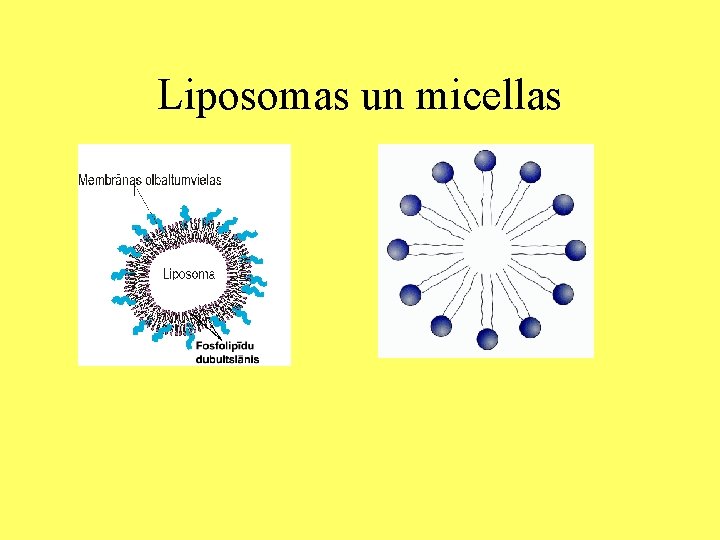 Liposomas un micellas 