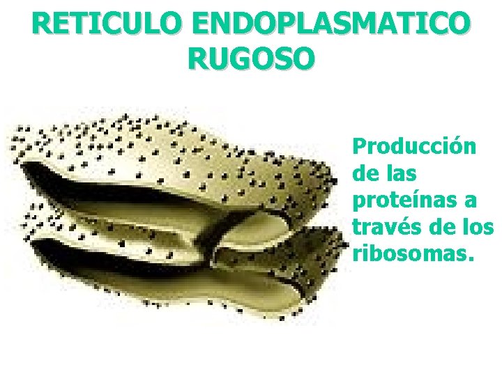 RETICULO ENDOPLASMATICO RUGOSO Producción de las proteínas a través de los ribosomas. 