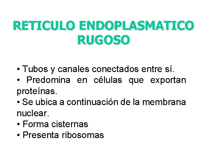 RETICULO ENDOPLASMATICO RUGOSO • Tubos y canales conectados entre sí. • Predomina en células