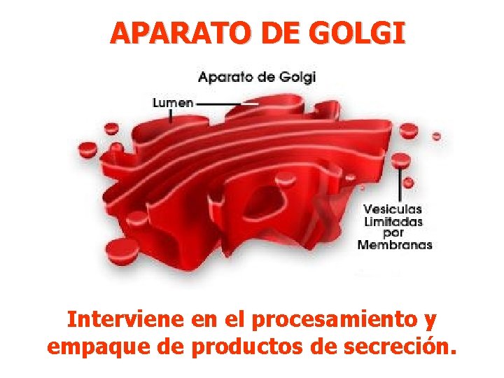 APARATO DE GOLGI Interviene en el procesamiento y empaque de productos de secreción. 