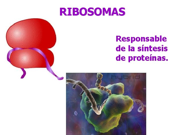RIBOSOMAS Responsable de la síntesis de proteínas. 