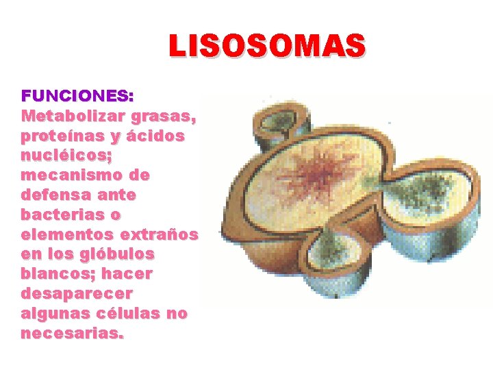 LISOSOMAS FUNCIONES: Metabolizar grasas, proteínas y ácidos nucléicos; mecanismo de defensa ante bacterias o