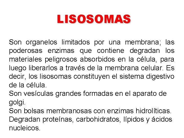 LISOSOMAS Son organelos limitados por una membrana; las poderosas enzimas que contiene degradan los