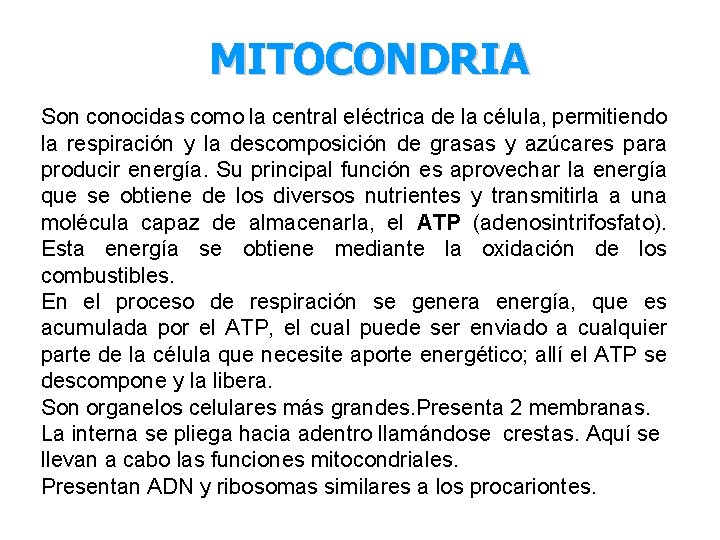 MITOCONDRIA Son conocidas como la central eléctrica de la célula, permitiendo la respiración y