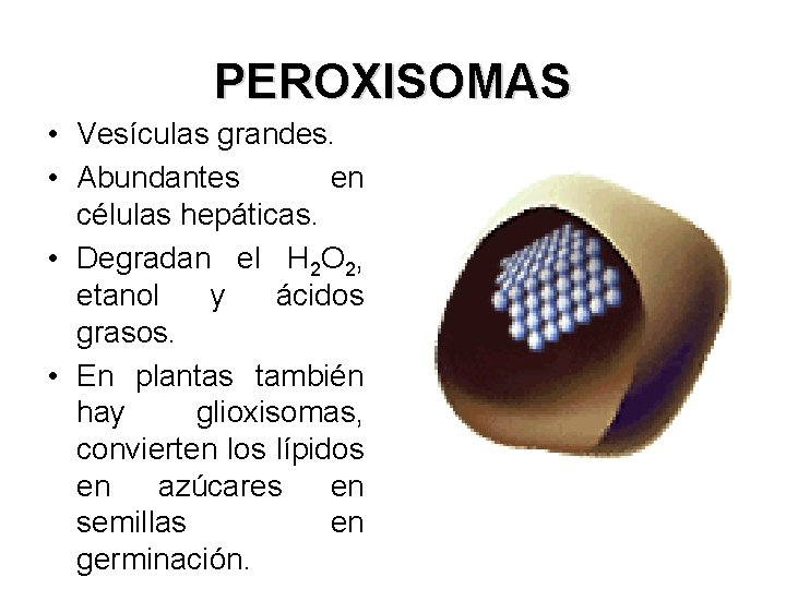 PEROXISOMAS • Vesículas grandes. • Abundantes en células hepáticas. • Degradan el H 2