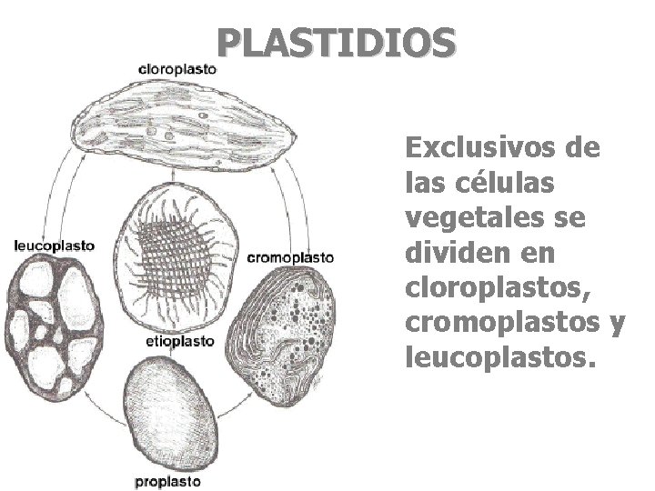 PLASTIDIOS Exclusivos de las células vegetales se dividen en cloroplastos, cromoplastos y leucoplastos. 