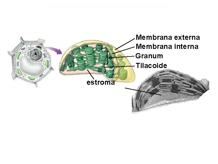 Membrana externa Membrana interna Granum Tilacoide estroma 