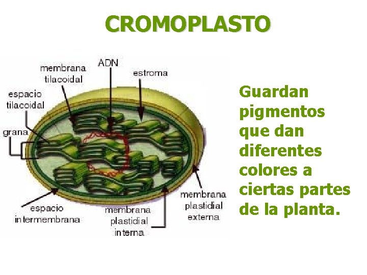 CROMOPLASTO Guardan pigmentos que dan diferentes colores a ciertas partes de la planta. 