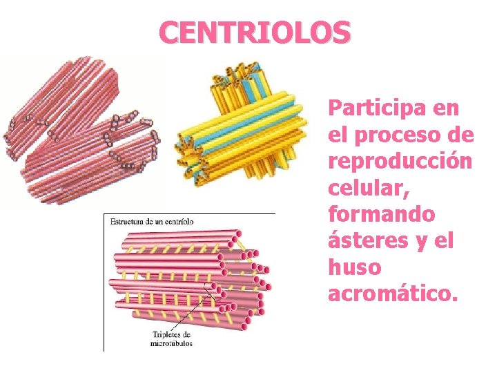 CENTRIOLOS Participa en el proceso de reproducción celular, formando ásteres y el huso acromático.