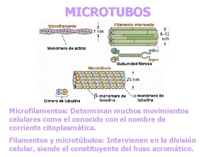 MICROTUBOS Microfilamentos: Determinan muchos movimientos celulares como el conocido con el nombre de corriente