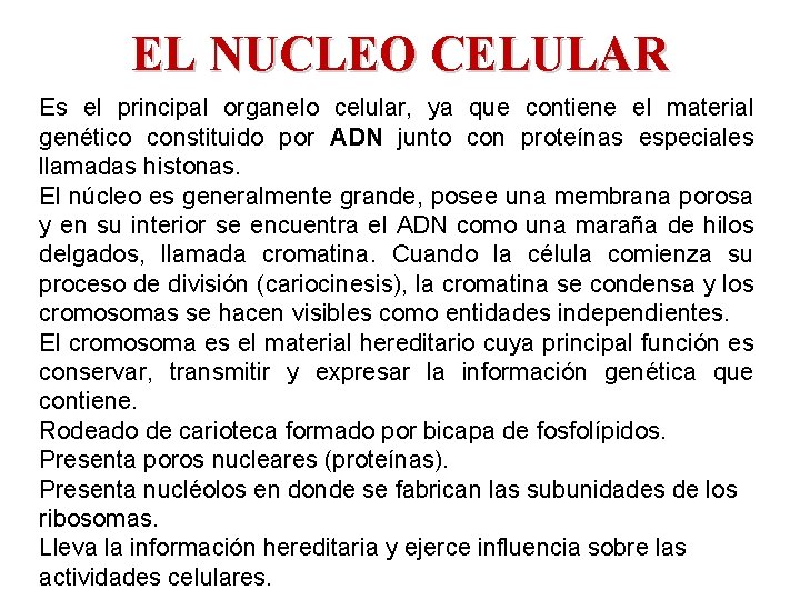 EL NUCLEO CELULAR Es el principal organelo celular, ya que contiene el material genético