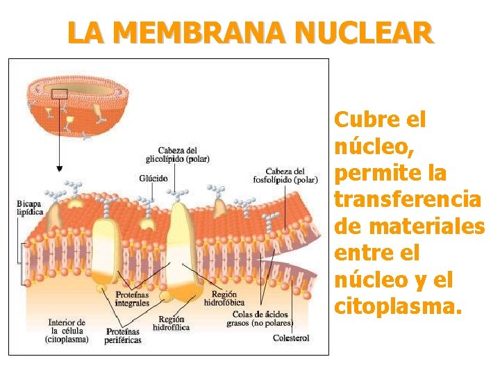 LA MEMBRANA NUCLEAR Cubre el núcleo, permite la transferencia de materiales entre el núcleo