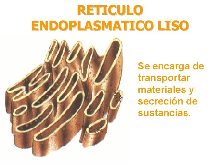 RETICULO ENDOPLASMATICO LISO Se encarga de transportar materiales y secreción de sustancias. 