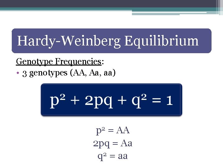 Hardy-Weinberg Equilibrium Genotype Frequencies: • 3 genotypes (AA, Aa, aa) p 2 = AA