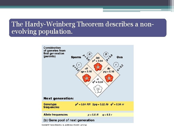 The Hardy-Weinberg Theorem describes a nonevolving population. 