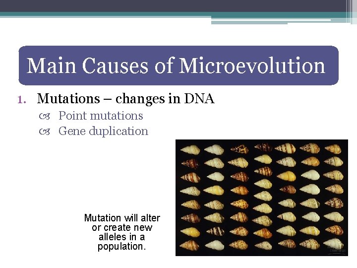 Main Causes of Microevolution 1. Mutations – changes in DNA Point mutations Gene duplication