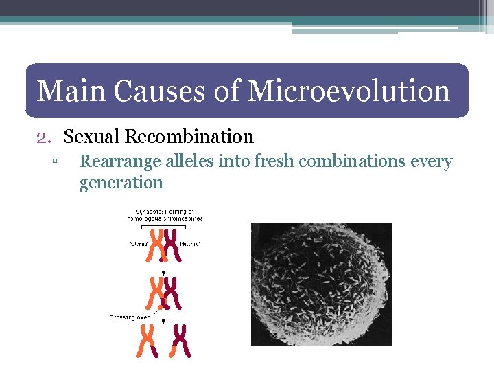 Main Causes of Microevolution 2. Sexual Recombination ▫ Rearrange alleles into fresh combinations every