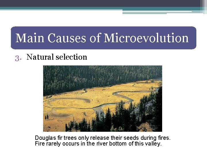 Main Causes of Microevolution 3. Natural selection Douglas fir trees only release their seeds