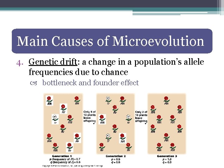 Main Causes of Microevolution 4. Genetic drift: a change in a population’s allele frequencies